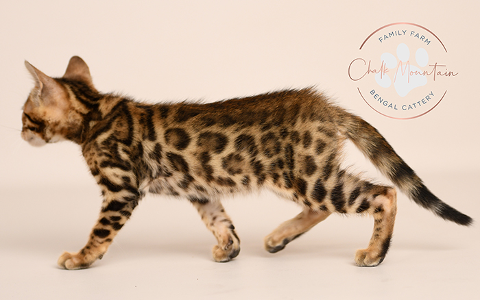Bengal kitten for sale